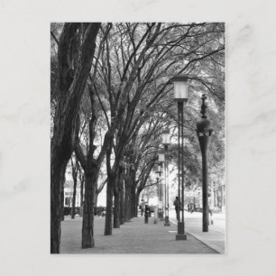 Cartão Postal Caminho Vinculado por Árvore de Nova York