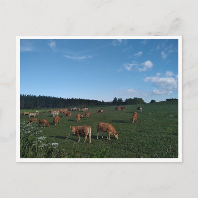 Cartão Postal Camino Primitivo de Santiago (Espanha) (Frente)