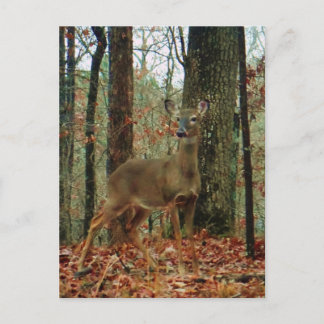 Cartão Postal Camo, Camouflage Deer