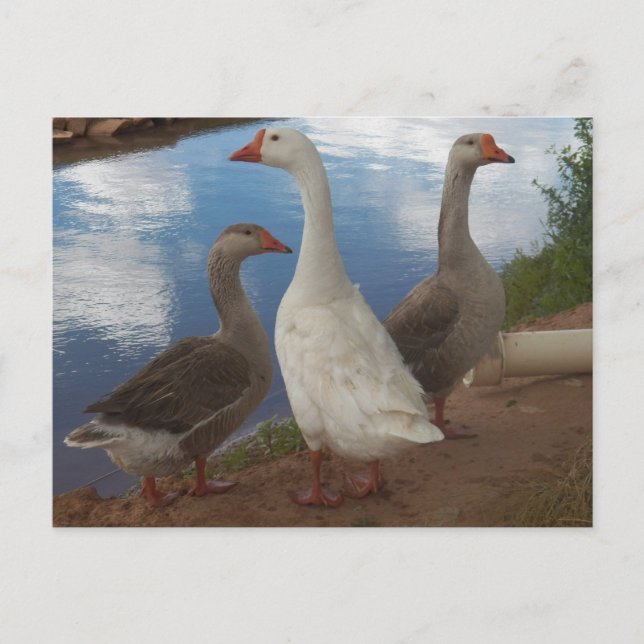 Cartão Postal Camp Verde Geese (Frente)