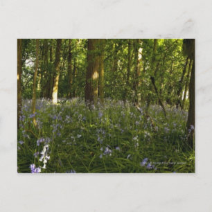 Cartão Postal Campainhas Azuis Numa Floresta