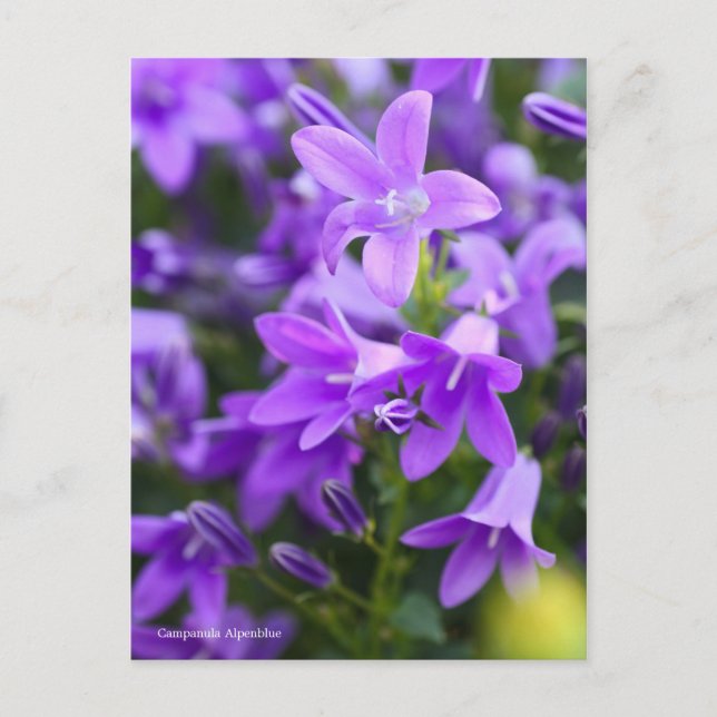 Cartão Postal Campanula Alpenblue [Cartão postal] (Frente)