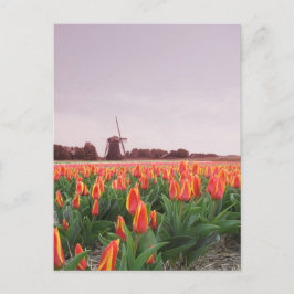 Cartão Postal Campo da tulipa do amanhecer & moinho de vento