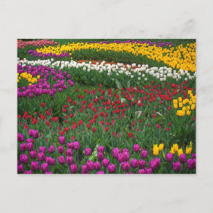 Cartão Postal Campo das tulipas