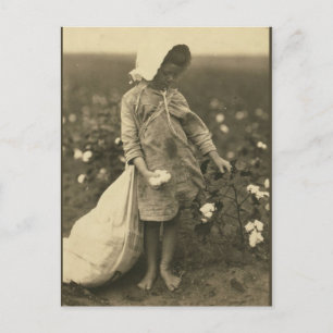 Cartão Postal Campo de algodão