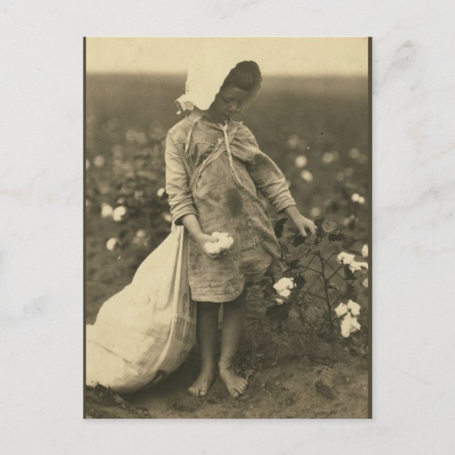 Cartão Postal Campo de algodão (Frente)