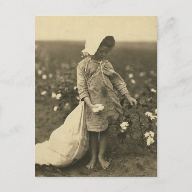 Cartão Postal Campo de algodão (Frente)