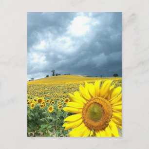 Cartão Postal Campo de amarelo
