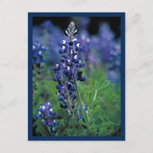 Cartão Postal Campo de Bluebonnet Flor Azul estado do Texas
