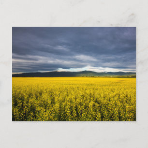 Cartão Postal Campo de canola à luz da manhã no Flathead
