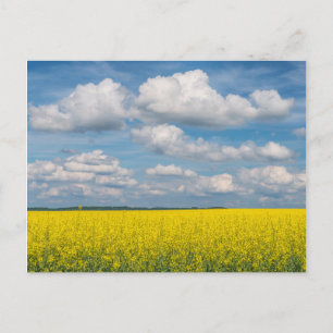 Cartão Postal Campo de Canola & Nuvens