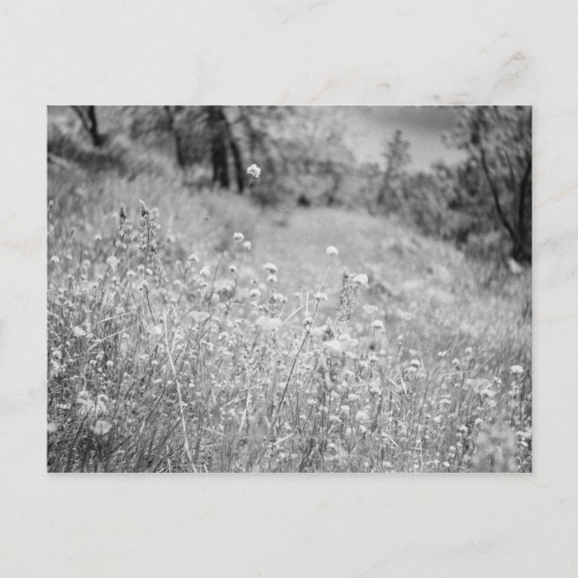 Cartão Postal Campo de Flores (Frente)