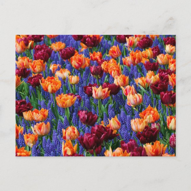 Cartão Postal Campo de Flores Azuis, Laranjas e Vermelhas (Frente)