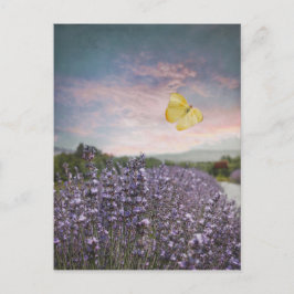 Cartão Postal Campo de flores da lavanda, céu azul, por do sol