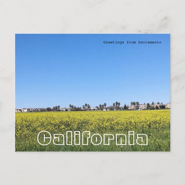 Cartão Postal Campo de flores de mostarda (Frente)