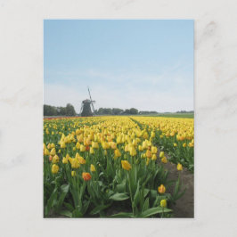 Cartão Postal Campo de Flores de Tulipas Amarelas & Moinho de Ve