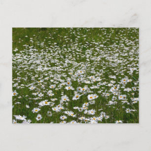 Cartão Postal Campo de flores silvestres do Alasca da Daisies