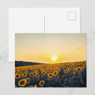 Cartão Postal Campo de Girassóis Dourados ao Pôr do Sol