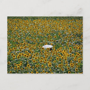 Cartão Postal Campo de girassol