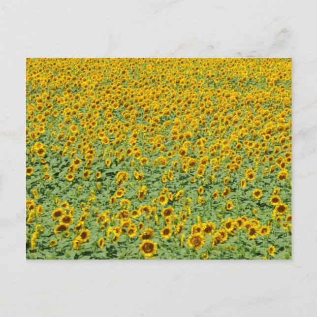 Cartão Postal Campo de girassol amarelo (Frente)
