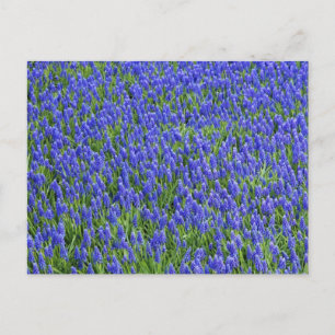Cartão Postal Campo de lavanda