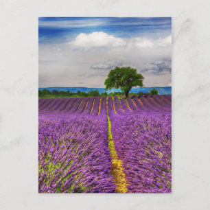 Cartão Postal Campo de lavanda cênico, França