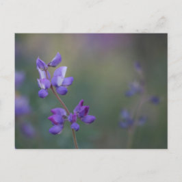 Cartão Postal campo de Lupine