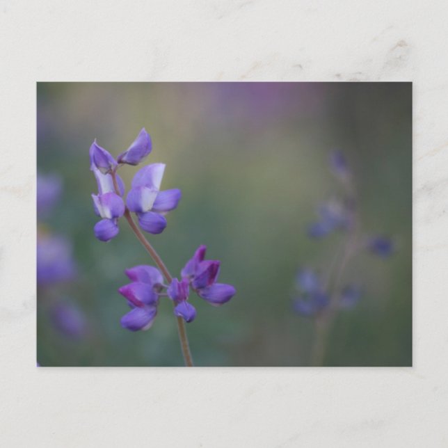 Cartão Postal campo de Lupine (Frente)