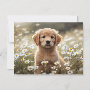 Cartão Postal Campo de margarida do ouro Retriever Puppy