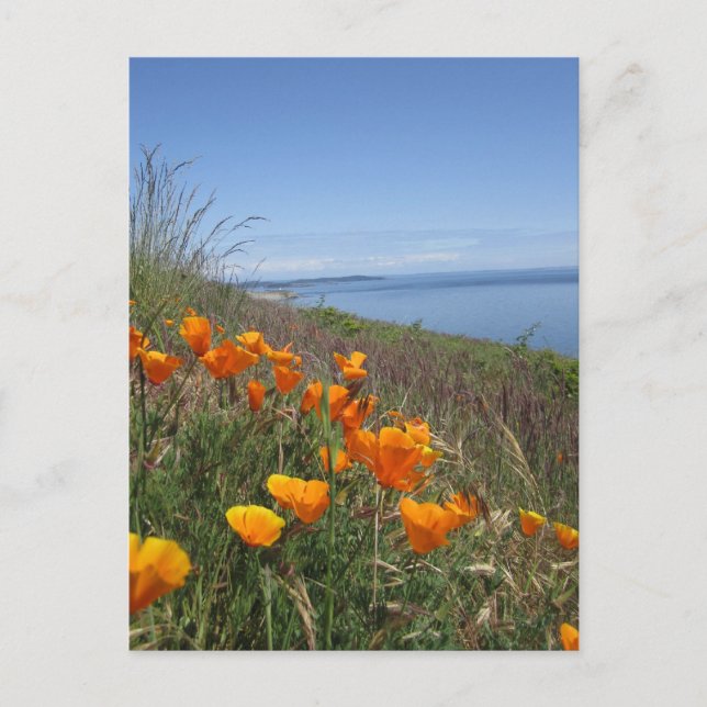 Cartão Postal Campo de papas (Frente)