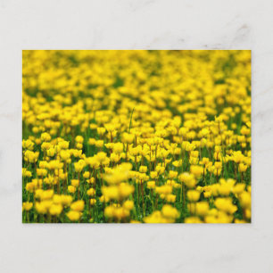 Cartão Postal Campo de pequenas flores silvestres amarelas botão