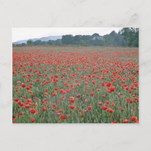 Cartão Postal Campo de Red Poppy, Kent, flores da Inglaterra