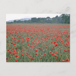 Cartão Postal Campo de Red Poppy, Kent, flores da Inglaterra