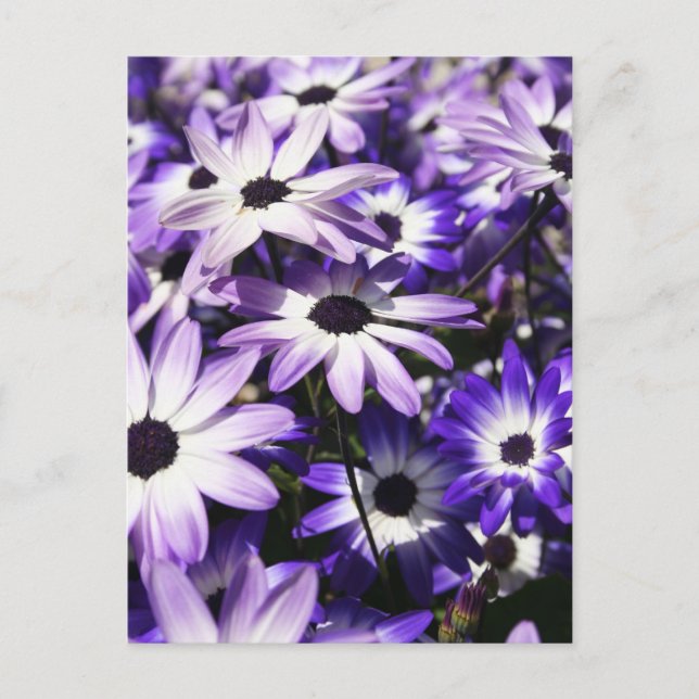 Cartão Postal Campo de Roxo (Frente)