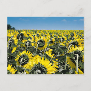 Cartão Postal Campo de Sunflower