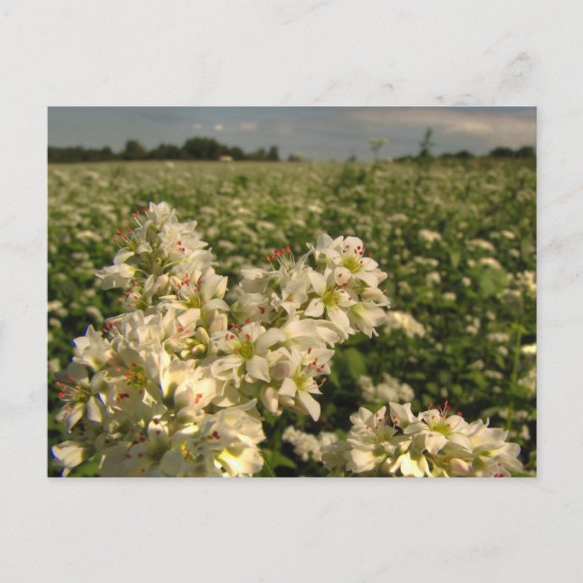 Cartão Postal Campo de trigo mourisco (Frente)