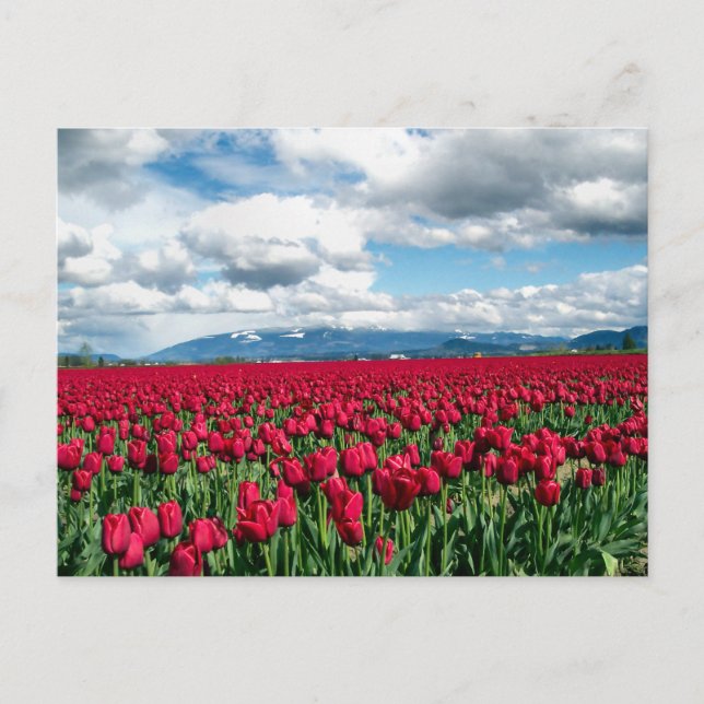Cartão Postal Campo de Tulip Vermelho (Frente)