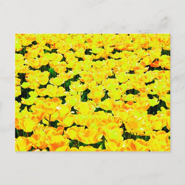 Cartão Postal Campo de tulipa - ouro amarelo (Frente)