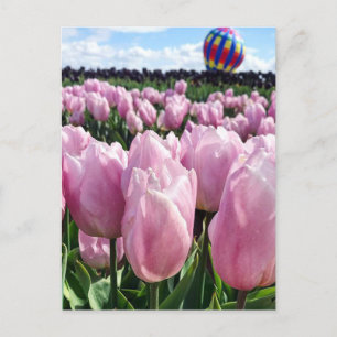 Cartão Postal Campo de tulipa rosa com balão de ar quente, Oreg