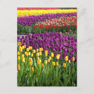 Cartão Postal Campo de Tulipas