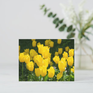 Cartão Postal Campo de tulipas amarelas brilhantes 