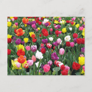 Cartão Postal Campo de Tulipas Coloridas