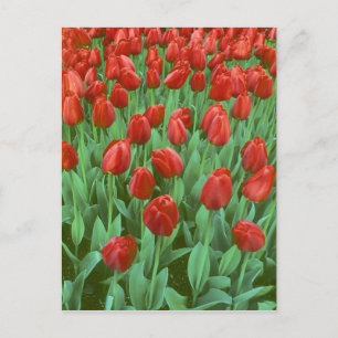 Cartão Postal Campo de tulipas floresce na primavera.