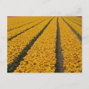 Cartão Postal Campo de tulipas, Holanda