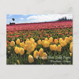 Cartão Postal Campo de Tulipas Lindas com Balão de Ar Quente, Or