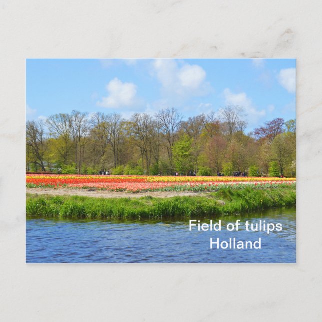 Cartão Postal Campo de tulipas na Holanda (Frente)