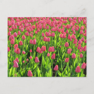 Cartão Postal Campo de Tulipas Rosa