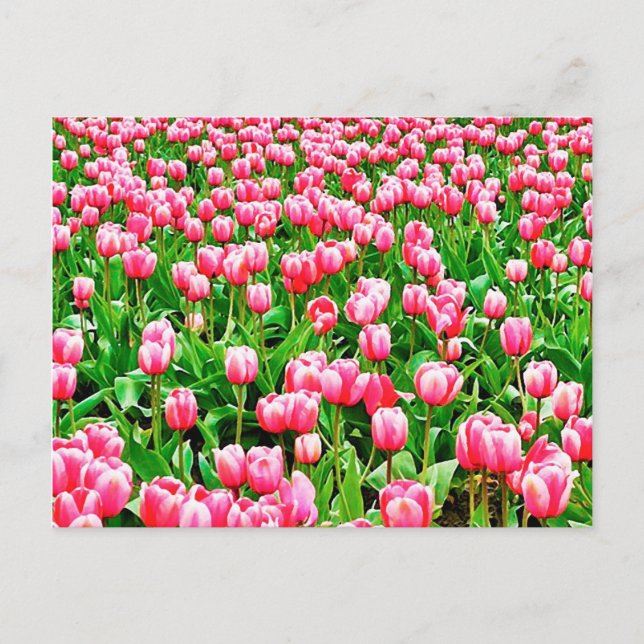 Cartão Postal Campo de Tulipas Rosa (Frente)