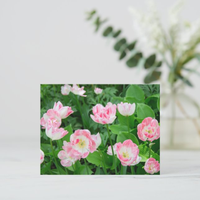 Cartão Postal Campo de tulipas rosa (Em pé/Frente)