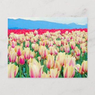 Cartão Postal Campo de Tulipas Rosa e Amarelo